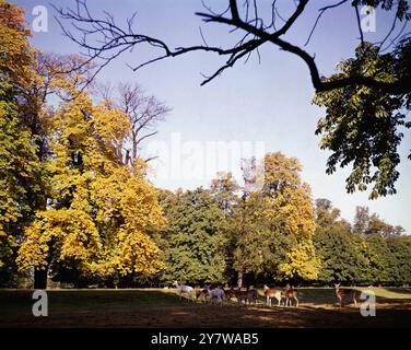 Bushey Park Deer in Middlesex - die 445 ha. Bushey Park ist weniger bekannt als die anderen Royal Parks. Es grenzt an Hampton Court und verdankt seine heutige Pracht den Gärtnern William III., London und Wise. Eine breite und majestätische Allee mit dreireihigen Rosskastanienbäumen zieht sich durch den Park. Es umschließt einen großen runden Pool, der von Christopher Wren entworfen wurde, mit einer Statue von Diana von Francesco Fanelli. Damhirsche grasen unter den Bäumen im Park. Die Avenue wurde von französischen Präzedenzfällen inspiriert. ©TopFoto Stockfoto