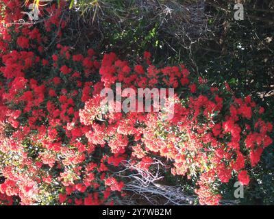 Blumen in Akaroa Akaroa ist eine Stadt auf der Banks Peninsula in der Region Canterbury auf der Südinsel Neuseelands. Er ist 82 Kilometer von Christchurch entfernt und endet am State Highway 75. Laut der Volkszählung der Bevölkerung und Wohnungen in Neuseeland im März 2001 betrug die permanente Bevölkerung 576, was einem Rückgang von 69 seit 1996 entspricht. Die Stadt hat einen hohen Anteil (31 %) der Einwohner über 65 Jahre. Akaroa liegt an einem wunderschönen, geschützten Hafen und überblickt von zerklüfteten Vulkanhügeln. Im Sommer kann die vorübergehende Bevölkerung 7000 erreichen, was Stress auf die W Stockfoto