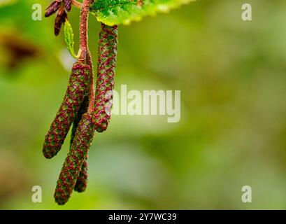 Erlenbaum Samen in Nahaufnahme Fotografie. Erle ist ein mehrstieliger kleinerer Baum, der vorwiegend in feuchten Gebieten auf der nördlichen Hemisphäre lebt. Stockfoto