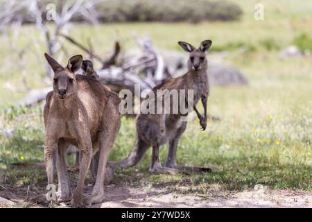 Groop of Kängurus werden friedlich im Schatten der Bäume am Bogong Creek versammelt und genießen einen sonnigen Tag. Stockfoto