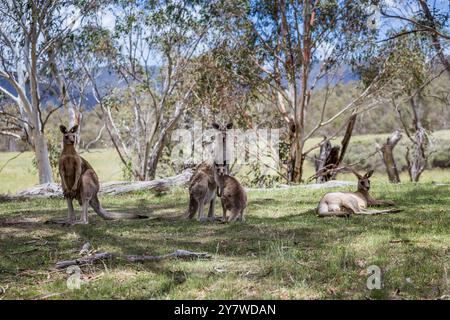 Groop of Kängurus werden friedlich im Schatten der Bäume am Bogong Creek versammelt und genießen einen sonnigen Tag. Stockfoto