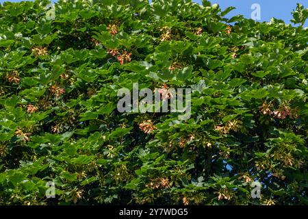 Ein Sycamore Tree (Acer pseudoplatanus) im Sommer, Großbritannien. Die Schlüssel (Helecopter Samen, samaras) sind rosa und reichlich vorhanden. Stockfoto