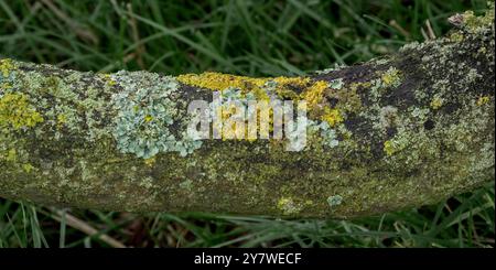 Gemischte Flechten (Seelische Sonnenflechte, gemeine Grünhielflechte) auf einem Eichenzweig, Stockfoto