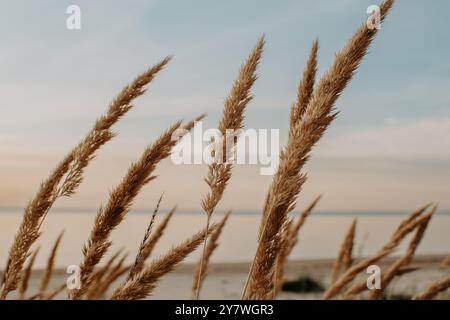 Leymus arenarius, auch bekannt als Sandryegrass, Meer-lyme-Gras oder einfach lyme-Gras am Ostseestrand Stockfoto