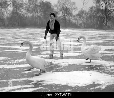 Betty Mason Skater aus Sunbury ( Middlesex ) versucht die Schwäne auf das offene Wasser zu treiben, wo ein Keeper das Eis für sie am Wimbledon Common in London gebrochen hatte . 29. Januar 1954 Stockfoto