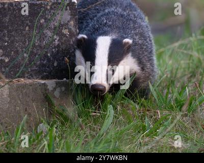 Wunderschöner wilder Dachs im Detail [ meles meles ] auf einem lokalen Friedhof in der Stadt Bristol in Großbritannien Stockfoto