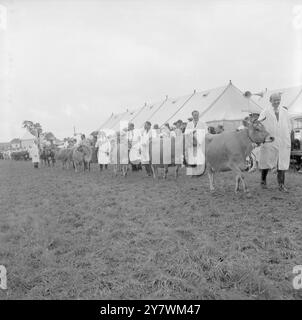 The Edenbridge and Oxted Show - 2. August 1960 die Parade von Jersey Cattle unter der Leitung von C. W. Masons Jersey Champion Solkhersh Dreaming Pride (John Topham / TopFoto) Stockfoto