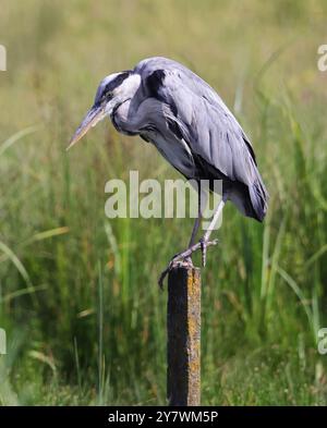 Ein Graureiher (Ardea cinerea) in Gloucestershire Großbritannien Stockfoto
