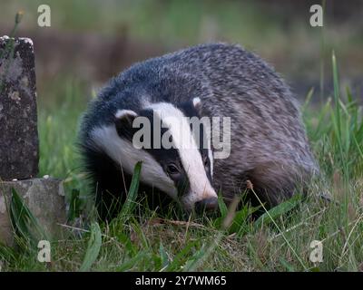 Wunderschöner wilder Dachs im Detail [ meles meles ] auf einem lokalen Friedhof in der Stadt Bristol in Großbritannien Stockfoto