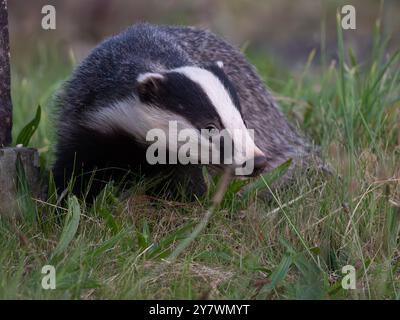 Wunderschöner wilder Dachs im Detail [ meles meles ] auf einem lokalen Friedhof in der Stadt Bristol in Großbritannien Stockfoto