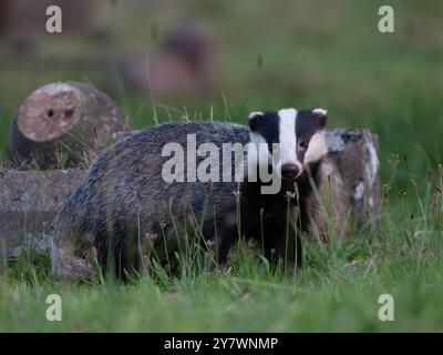 Wunderschöner wilder Dachs im Detail [ meles meles ] auf einem lokalen Friedhof in der Stadt Bristol in Großbritannien Stockfoto