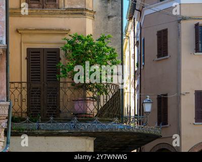 Mantua, Italien 30. September 2024 auf einem Balkon in mantua, italien, wächst Ein Zitronenbaum mit traditioneller italienischer Architektur im Hintergrund Stockfoto