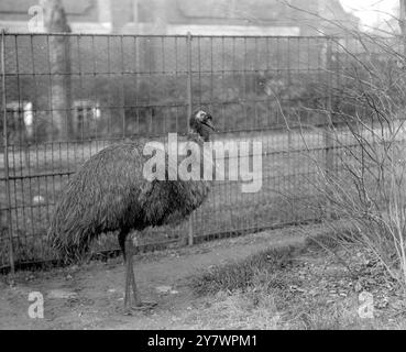 Emu in einem Zoo, England - der größte Vogel aus Australien ©TopFoto Stockfoto