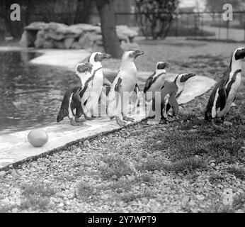 Pinguine im Zoo, England ©TopFoto Stockfoto