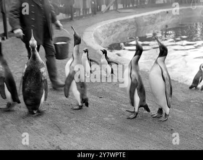 Pinguine im Zoo, England am 9. Januar 1928 ©TopFoto Stockfoto