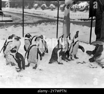 Pinguine im Zoo, England ©TopFoto Stockfoto