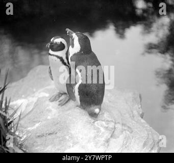 Pinguine im Zoo, England am 9. Januar 1928 ©TopFoto Stockfoto