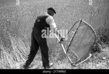 Landwirt mit Sense im Weizenfeld Stockfoto