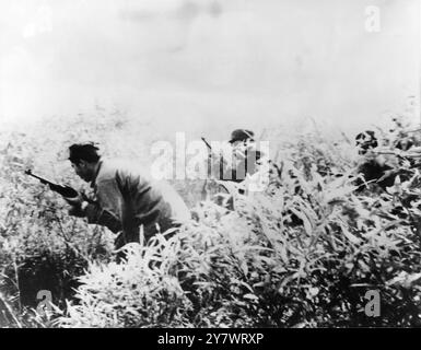 Kubanische Exilanten , Mitglieder der Anti-Castro-Frösche, die jetzt in Kuba kämpfen , durchqueren das Unterholz, während sie kürzlich auf einer unidentifizierten Basis in der Karibik trainierten. Das Foto wurde nur wenige Tage vor der Invasion Kubas am 17. April 1961 aufgenommen Stockfoto