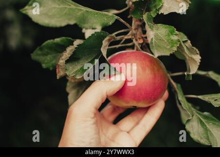 Die Hand der Frau pflückt Reifen Apfel vom Baum im Garten Stockfoto