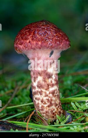 Painted Suillus (Suillus spraguei) - Brevard, North Carolina, USA Stockfoto