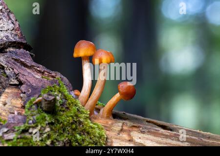 Nahaufnahme von drei winzigen Pilzen, die auf Baumstamm wachsen – Brevard, North Carolina, USA Stockfoto