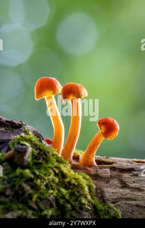 Hintergrundbeleuchtetes Bild von drei winzigen Pilzen, die auf Baumstamm wachsen – Brevard, North Carolina, USA Stockfoto