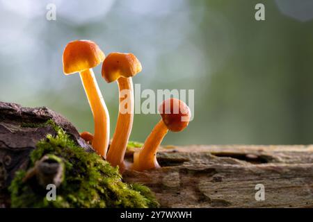 Hintergrundbeleuchtetes Bild von drei winzigen Pilzen, die auf Baumstamm wachsen – Brevard, North Carolina, USA Stockfoto