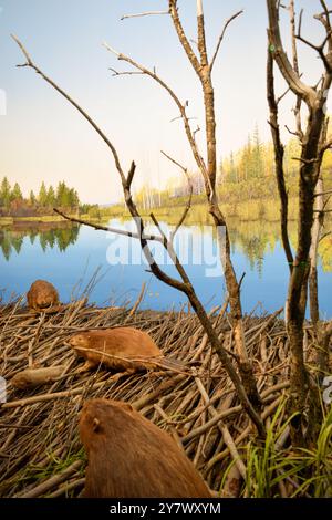 Biber bauen mit Holz in einem See, ausgestellt in einer Museumsausstellung, in der Naturtechnik und Lebensraumbau in der Tierwelt gezeigt werden. Stockfoto