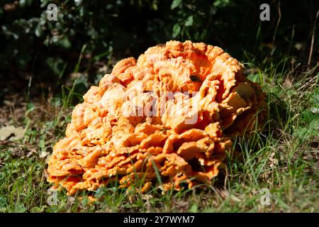 Großer gemeiner Schwefelporling-Pilz, der auf einer Wiese wächst, Laetiporus sulphureus, Klammerpilz Stockfoto