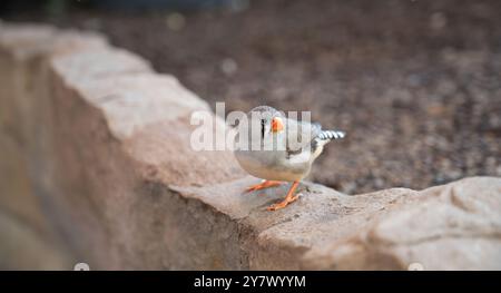 zebrafinke auf einer Steinmauer, wilder Vogel in der Natur, Taeniopygia guttata, Tierwelt Indonesien Stockfoto