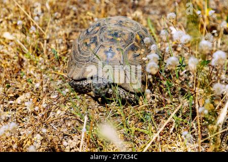 Griechische Schildkröte (Testudo hermanni) in freier Wildbahn bei Asomati auf der Insel Kos in Griechenland Stockfoto