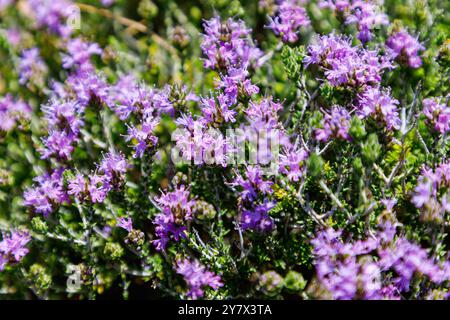 Blühende Thymianheide (Thymian, Thymbra capitata, Coridothymus capitatus) an der Südküste der Insel Kos in Griechenland Stockfoto