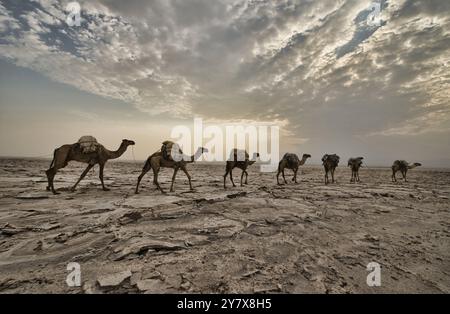 Kamelkarawanen transportieren Salz durch die Wüste in der Danakil-Depression in Äthiopien. Stockfoto