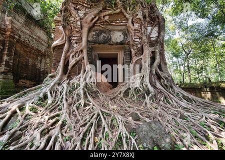 Baum Wurzeln gewickelt um die versteckten Dschungel Tempel Prasat Pram Koh Ker, Siem Reap, Kambodscha. Stockfoto