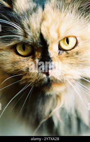 Katze, Tomcat, schwarzbraun, norwegische Waldkatze Stockfoto