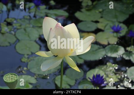 Wunderschöne Seerose umgeben von Lilienpads in einem Gartenteich Stockfoto