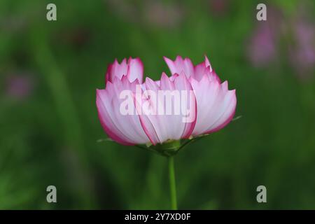 Wunderschöner Seitenblick auf eine hübsche rosafarbene Blume in einer üppigen grünen Umgebung Stockfoto