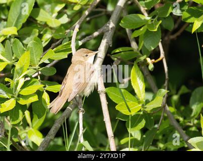 Eurasischer Schilfrohrmörtel (Acrocephalus scirpaceus) auf Ziegenweide, Oare Marshes, Kent, Großbritannien. Stockfoto