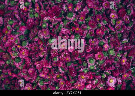 Pune, Indien, Blumen auf dem Blumenmarkt, lila Blumen, Chrysanthemen Stockfoto