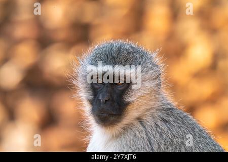 Nahaufnahme des Pavians im Kruger-Nationalpark in Südafrika Stockfoto