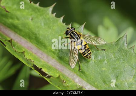 Helophilus pendulus, Makrofotografie, Wilnsdorf, Nordrhein-Westfalen, Deutschland, Europa Stockfoto