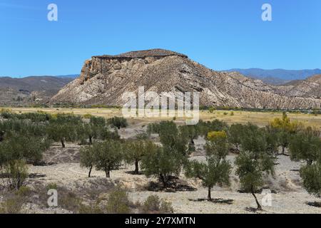 Felsige Berge in einer trockenen Landschaft mit verstreuten Bäumen unter einem klaren blauen Himmel, Llano de Buho, Tabernas Wüste, Desierto de Tabernas, Ort von Nu Stockfoto