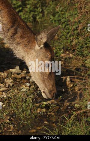 Rotwild (Cervus elaphus), weibliches Tier, das während der Furche aus einem Bach trinkt, Allgaeu, Bayern, Deutschland, Allgaeu, Bayern, Deutschland, Europa Stockfoto