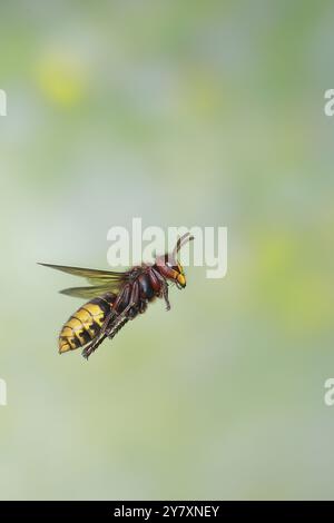 Hornet (Vespa crabro), Arbeiter im Flug, Flugfoto, Hochgeschwindigkeitsfoto, Nordrhein-Westfalen, Deutschland, Europa Stockfoto