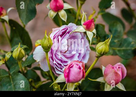 Rosen tantau Lavendeleis in voller Blüte zwischen frischen grünen Blättern an einem Rosenstrauch im Frühling oder Sommer formellen Garten. Fliederblüten, die im Rosarium wachsen. Stockfoto