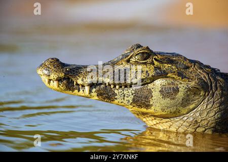 Brillenkaiman (Caiman crocodilius) Pantanal Brasilien Stockfoto