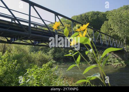 Jerusalem Artischocken blühen am Ufer des Kocher, Kocher, Kocher Tal, Fluss, Brücke, Kocher Radweg, Radfahren, Schwaebisch Hall, Heilbronn- Stockfoto