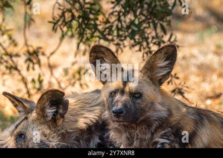 Nahaufnahme einer braunen Hyäne oder Parahyaena brunnea (Hyaena brunnea) auf der Suche nach einer Beute im Kgalagadi Transfrontier Park, Südafrika Stockfoto