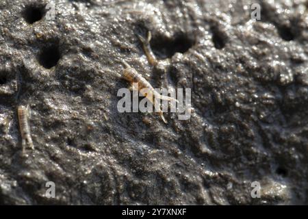 Schlammkrabbe (Corophium volutator), im Schleswig-Holsteinischen Wattenmeer Nationalpark Schleswig-Holsteinisches Wattenmeer, Deutschland, Europa Stockfoto